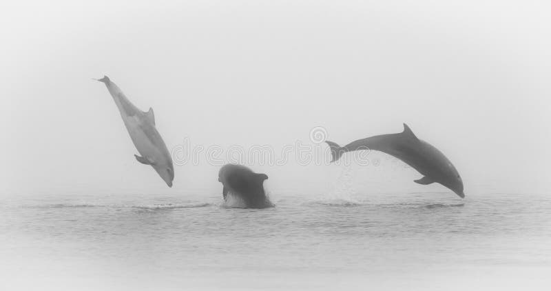 E fotos de stock royalty free E fotos de stock royalty free