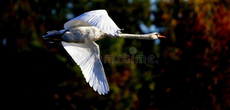 A flying Mute Swan in Kensington Metro Park near Milford, Michigan, in the greater Detroit area. Swans are birds of the Anatidae family within the genus Cygnus. The swans' close relatives include the geese and ducks. Swans are grouped with the closely related geese in the subfamily Anserinae where they form the tribe Cygnini. The swans are the largest members of the waterfowl family Anatidae, and are among the largest flying birds. The largest species, including the mute swan, trumpeter swan, and whooper swan, can reach a length of over 1.5 m (60 inches) and weigh over 15 kg (33 pounds). Their wingspans can be almost 3 m (10 ft). Compared to the closely related geese, they are much larger and have proportionally larger feet and necks. Adults also have a patch of unfeathered skin between the eyes and bill. The sexes are alike in plumage, but males are generally bigger and heavier than females