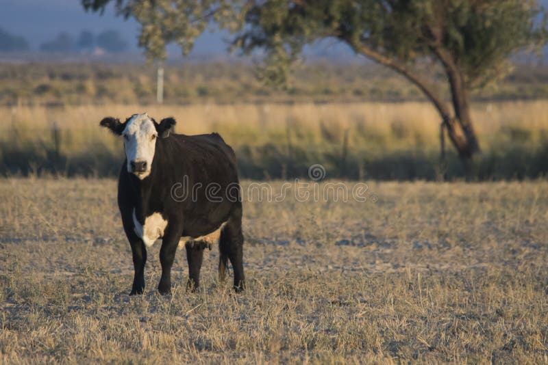 E lizenzfreie stockfotos E lizenzfreie stockfotos