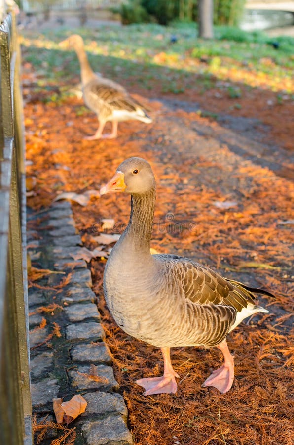 E stockfotografie E stockfotografie