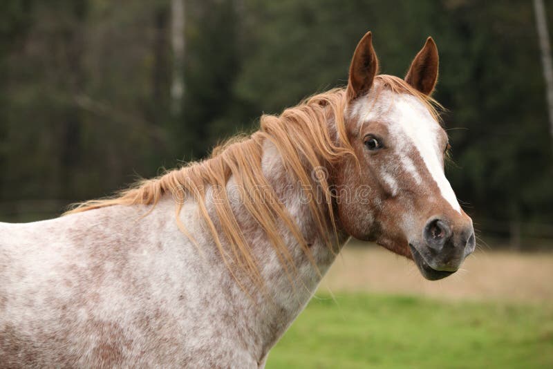 Bella Ragazza Con Il Cavallo Impennantesi Fotografia Stock - Immagine