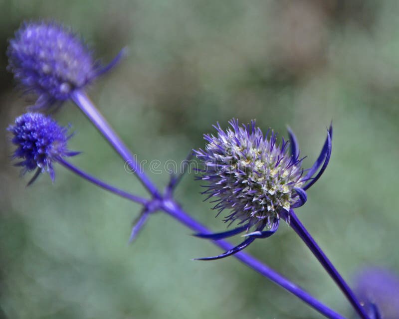 Close-up of a native Oregon wildflower found in The Oregon Garden near Silverton, Oregon. Close-up of a native Oregon wildflower found in The Oregon Garden near Silverton, Oregon