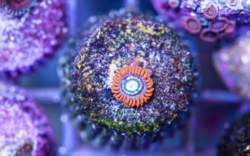 Fire and ice ausi zoa on frag plug stone in frag coral tank. Fire and ice ausi zoa on frag plug stone in frag coral tank