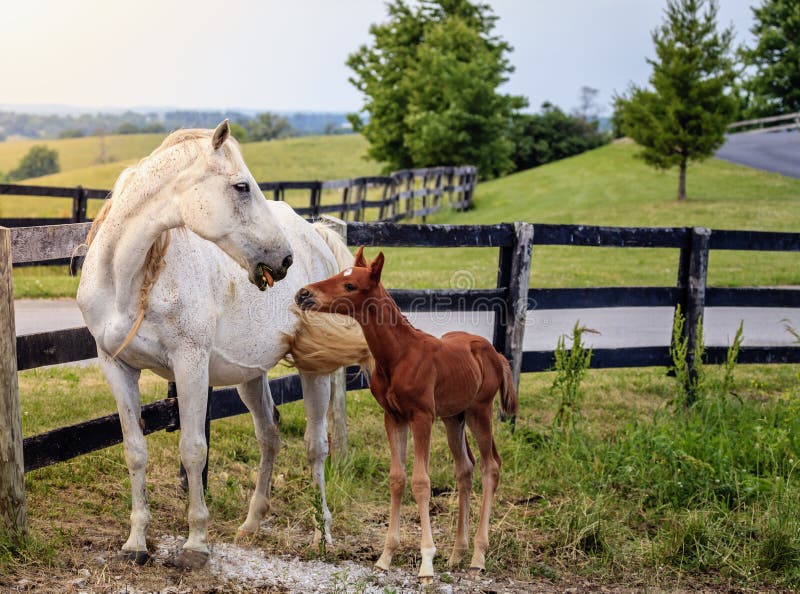 Um cavalo branco está pulando uma cerca