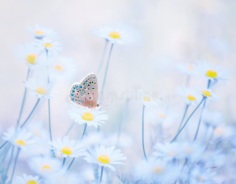 E Artystyczna czu?a fotografia zdjęcia stock E Artystyczna czu?a fotografia zdjęcia stock