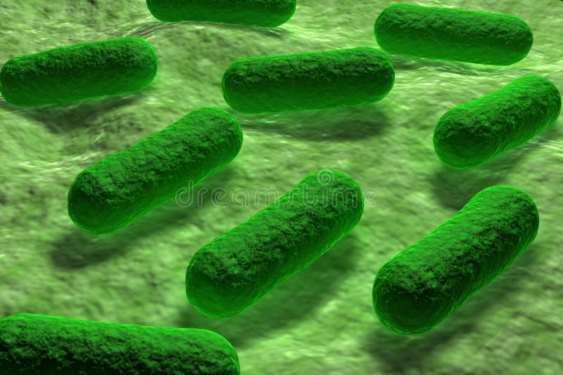 E coli Bacteria vector illustration