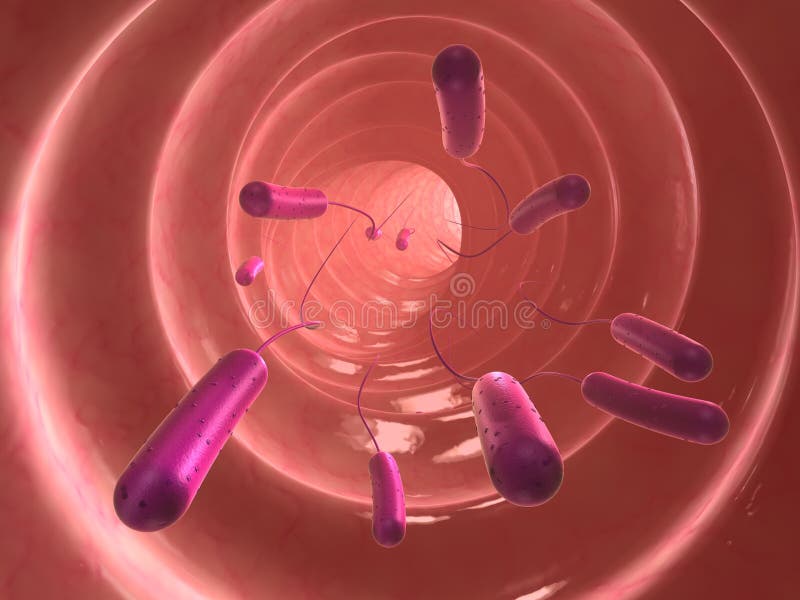 E-coli bacteria royalty free illustration