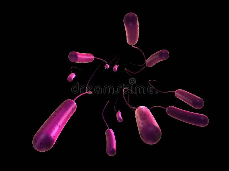 E-coli bacteria royalty free illustration