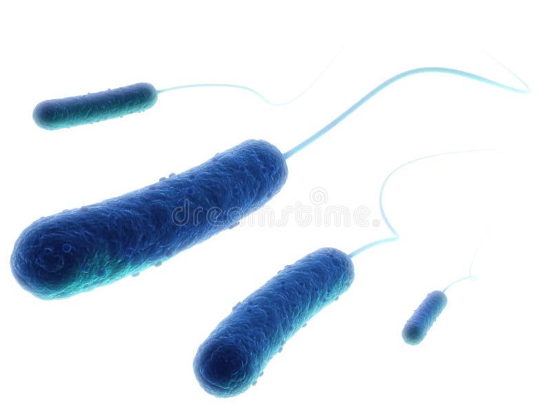E-coli bacteria royalty free illustration