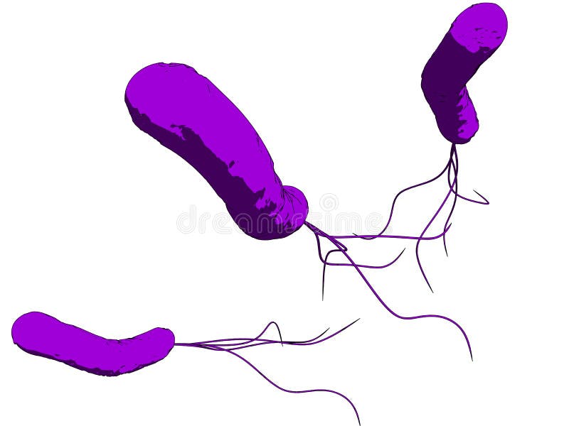 E-coli bacteria vector illustration