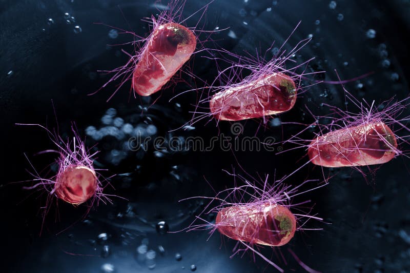 E.Coli Bacteria Cells