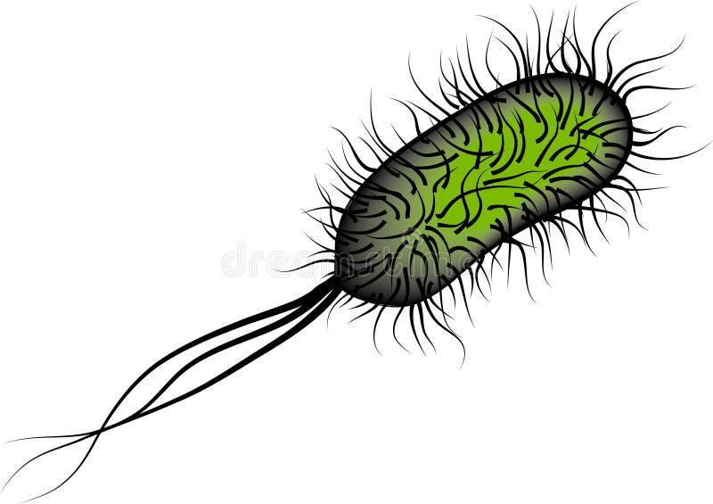 E coli Bacteria isolated on white background vector illustration
