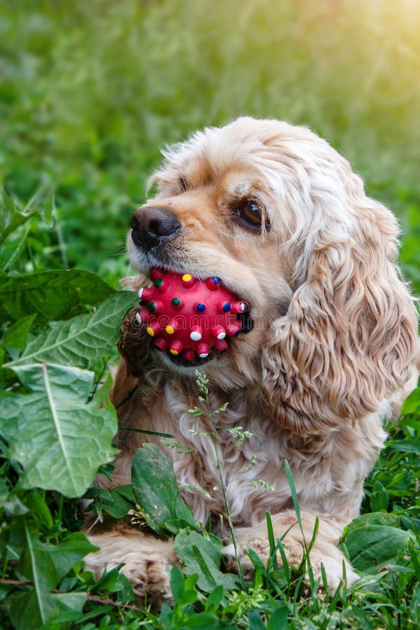 E Cão que joga com bola imagens de stock E Cão que joga com bola imagens de stock