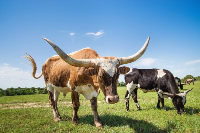 Texas longhorn cattle grazing on green spring pasture. Blue sky background. Texas longhorn cattle grazing on green spring pasture. Blue sky background.