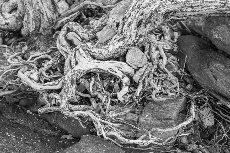 E Die Vielzahl von Formen in der wilden Natur vollkommen stockbild