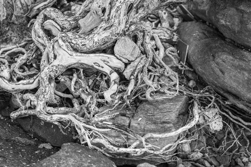 E Die Vielzahl von Formen in der wilden Natur vollkommen lizenzfreies stockfoto