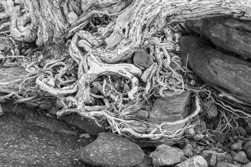 E Die Vielzahl von Formen in der wilden Natur vollkommen stockfotografie