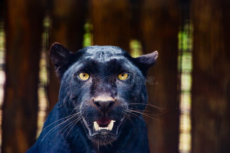 Beautiful black Panther imagen de archivo. Imagen de pantera - 153460907