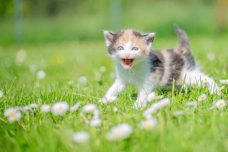 E Eyes Making Funny Faces and Frolicking on Spring Green Grass Stock