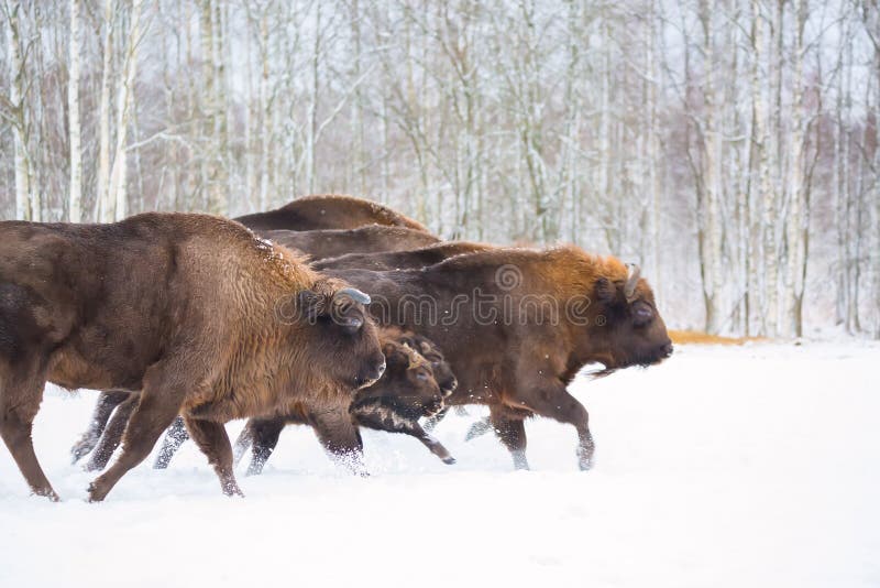 E Gregge del bisonte europeo di Aurochs, Bison Bonasus Habitat della natura selec fotografia stock E Gregge del bisonte europeo di Aurochs, Bison Bonasus Habitat della natura selec fotografia stock