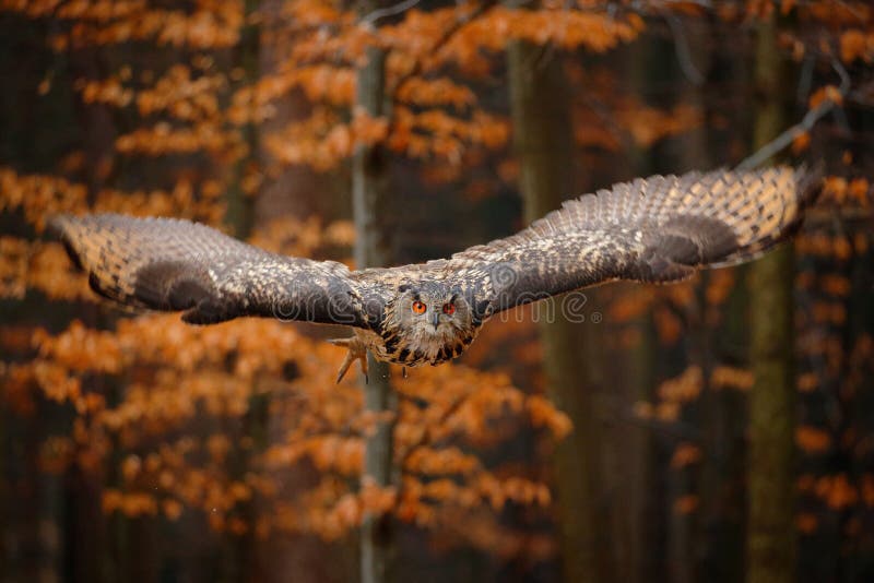 E Het wildsc?ne van stock fotografie E Het wildsc?ne van stock fotografie