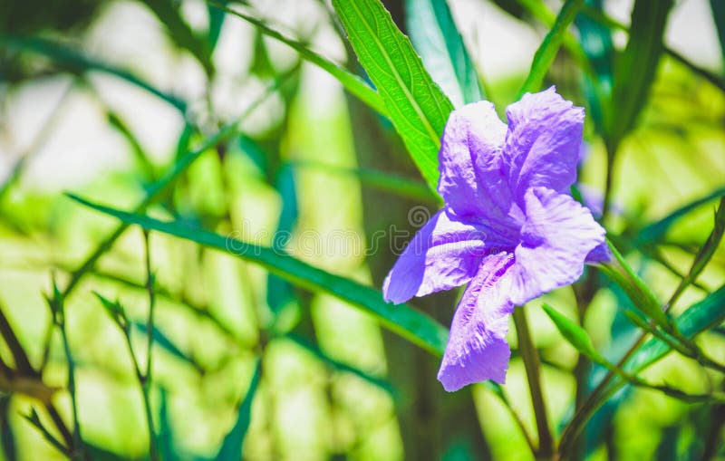 E Mattina che prende il sole. Beautiful purple flowers Is in bloom Morning sunbathing Looks really bright