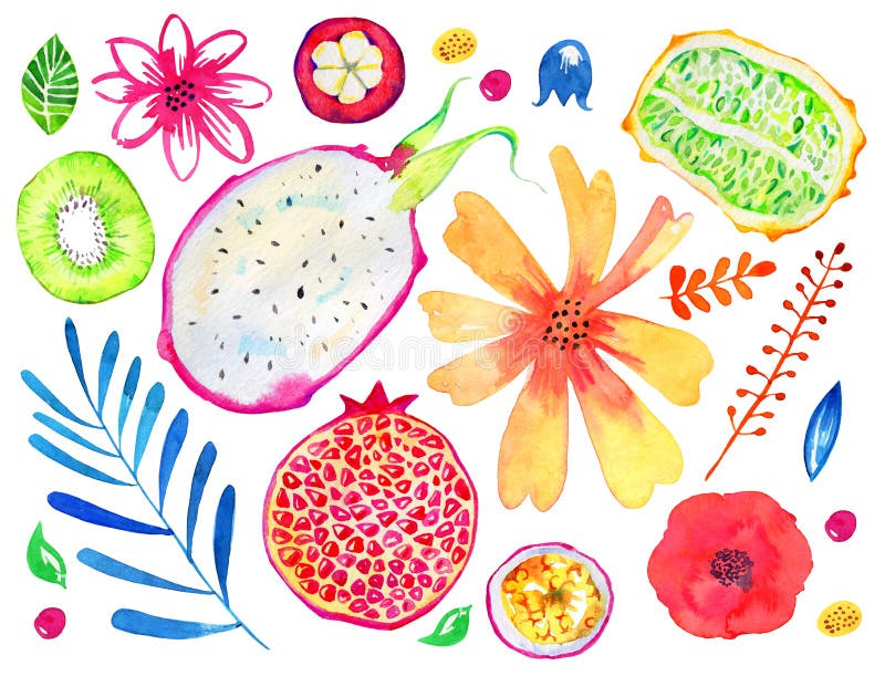 E Melograno, kiwi, pitahaya, frutto della passione, kiwano, mangostano Insieme disegnato a mano dell'acquerello illustrazione di stock E Melograno, kiwi, pitahaya, frutto della passione, kiwano, mangostano Insieme disegnato a mano dell'acquerello illustrazione di stock