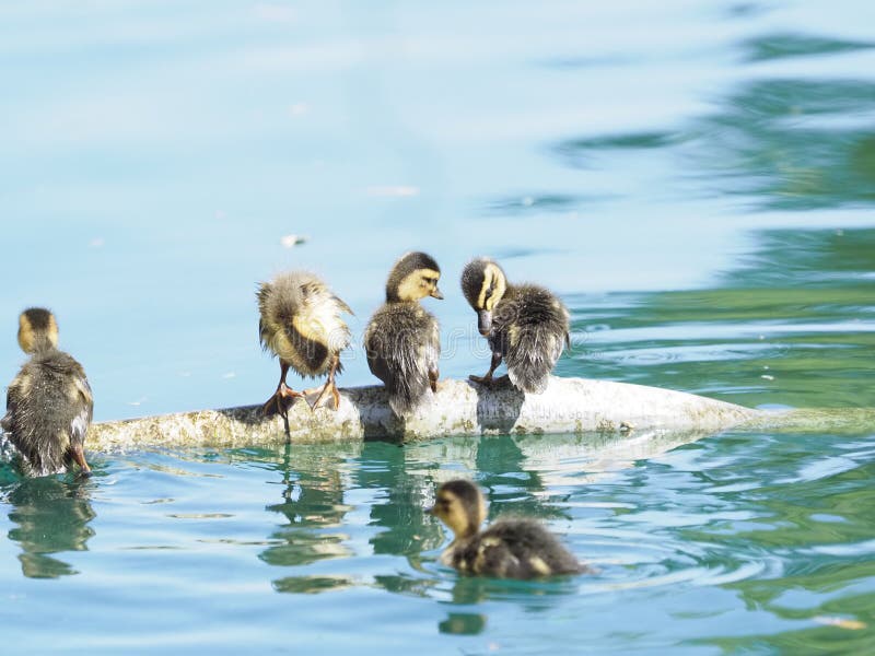 E fotografering för bildbyråer E fotografering för bildbyråer