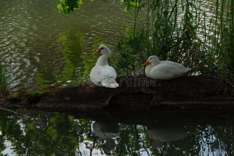 E Oie sur le fond vert image libre de droits E Oie sur le fond vert image libre de droits