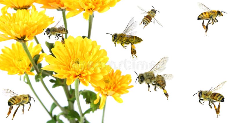 Beautiful yellow flower of Aster and honey bees flying around. Isolated on a white background. Beautiful yellow flower of Aster and honey bees flying around. Isolated on a white background.