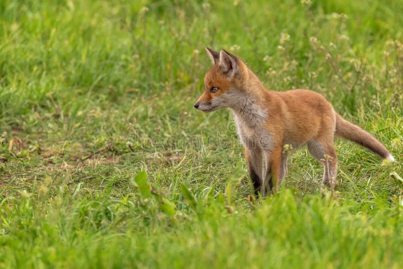 Euro Foxes