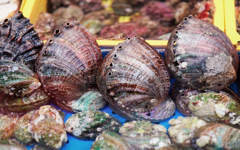 Sale of Fresh Shellfish and Turbo Shells Jagalchi Famous Fish Market in