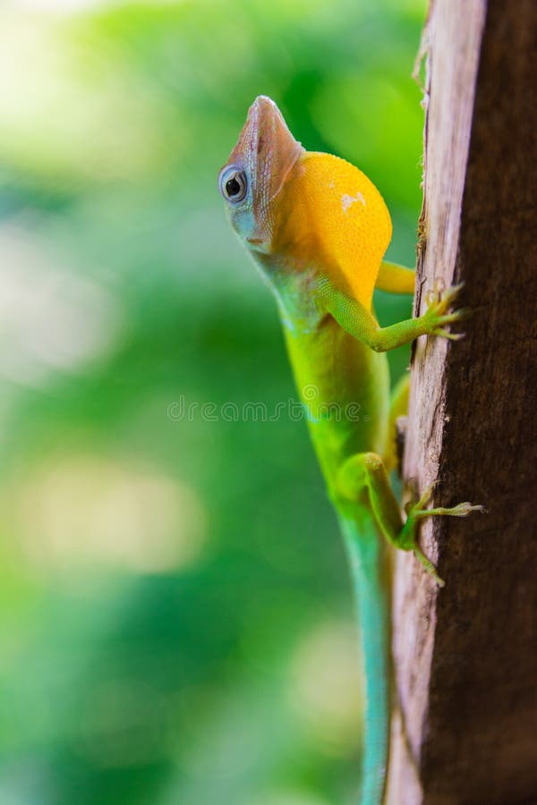 E lizenzfreies stockfoto E lizenzfreies stockfoto