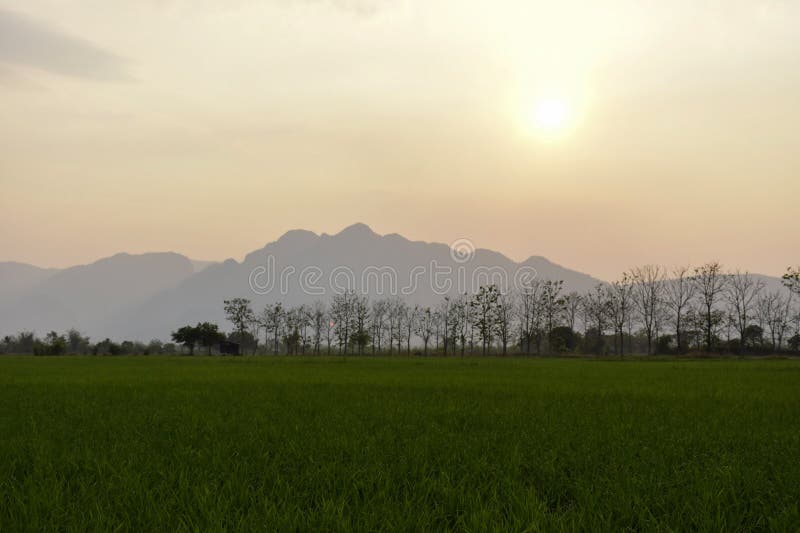 Rice fields and evening sunsets. Green rice fields With the background as the evening sun is falling.