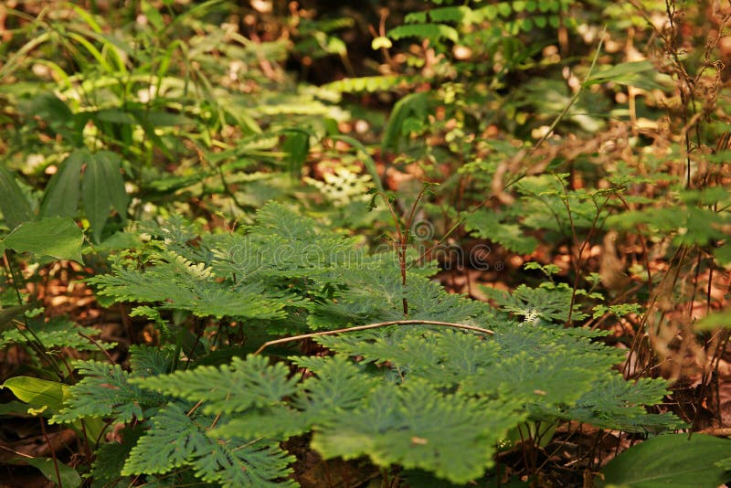 Fern leaf background in nature, mixed deciduous forest, Thailand