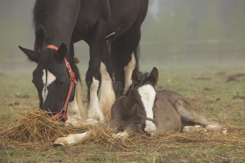 E royalty-vrije stock foto E royalty-vrije stock foto