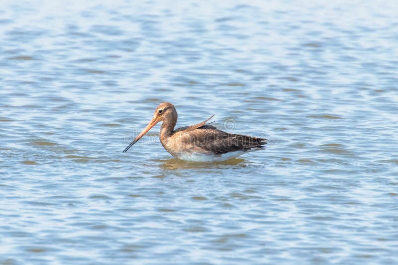Black Tailed Godwit Limosa limosa Wader Bird Foraging in shallow water Wildlife