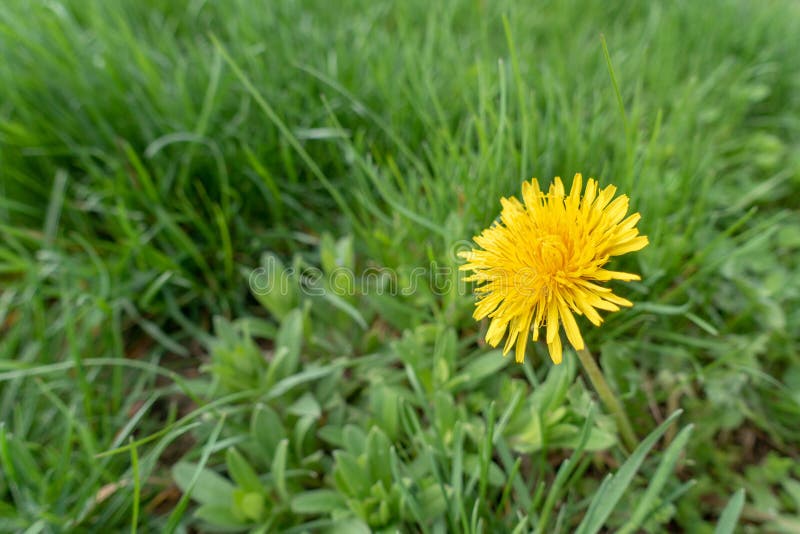 E fotografering för bildbyråer.