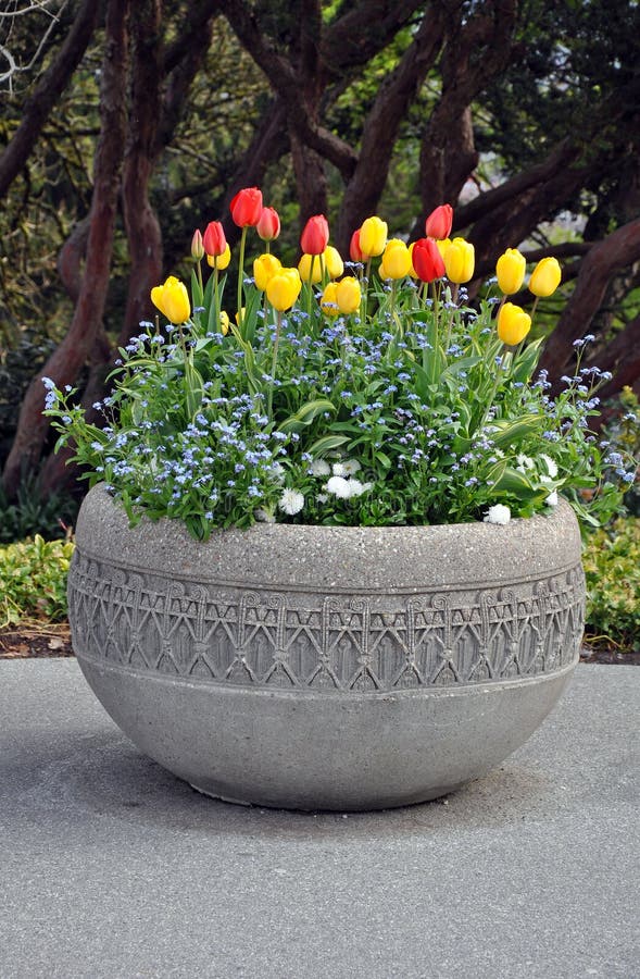 Beautiful tulips and other spring flowers in cement planter. Beautiful tulips and other spring flowers in cement planter
