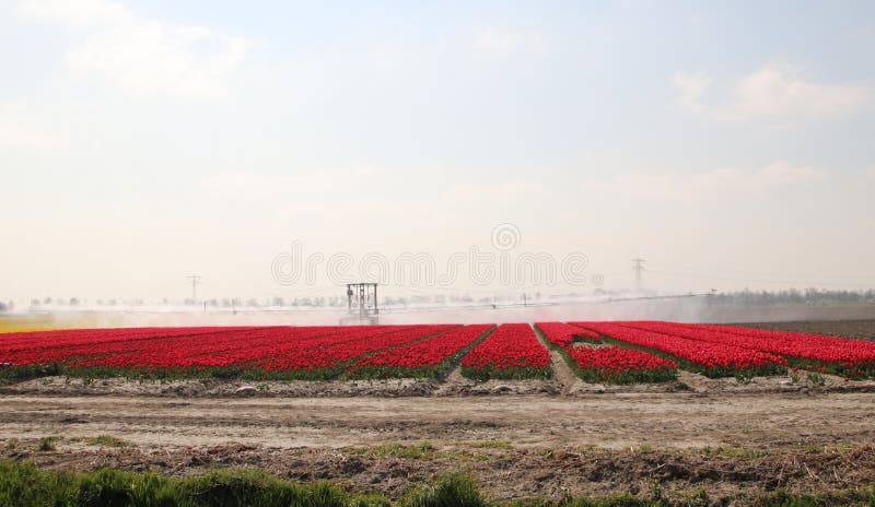Fields with rows of red tulips in springtime for agriculture of flowerbulb on island Goeree-Overflakkee in the Netherlands, watered due to dryness