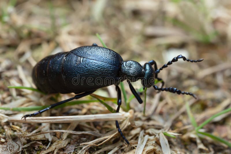 E royalty-vrije stock foto.