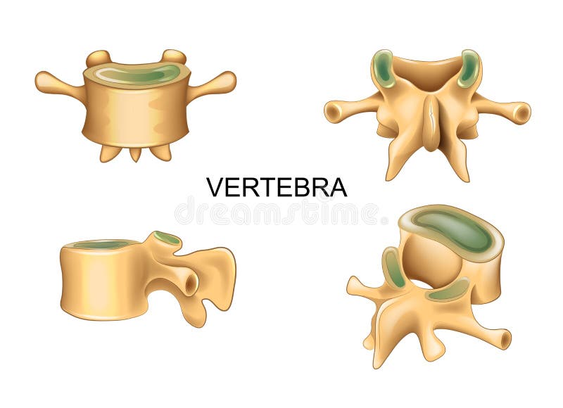 Vector illustration of lumbar vertebra in different position. Vector illustration of lumbar vertebra in different position