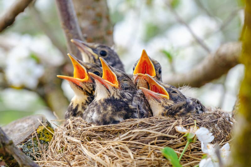 Group of hungry baby birds sitting in their nest on blooming tree with mouths wide open waiting for feeding. Young birds cry. Group of hungry baby birds sitting in their nest on blooming tree with mouths wide open waiting for feeding. Young birds cry.