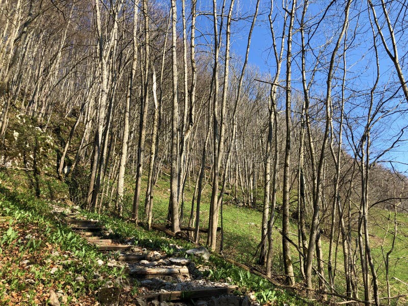 E royalty-vrije stock foto.