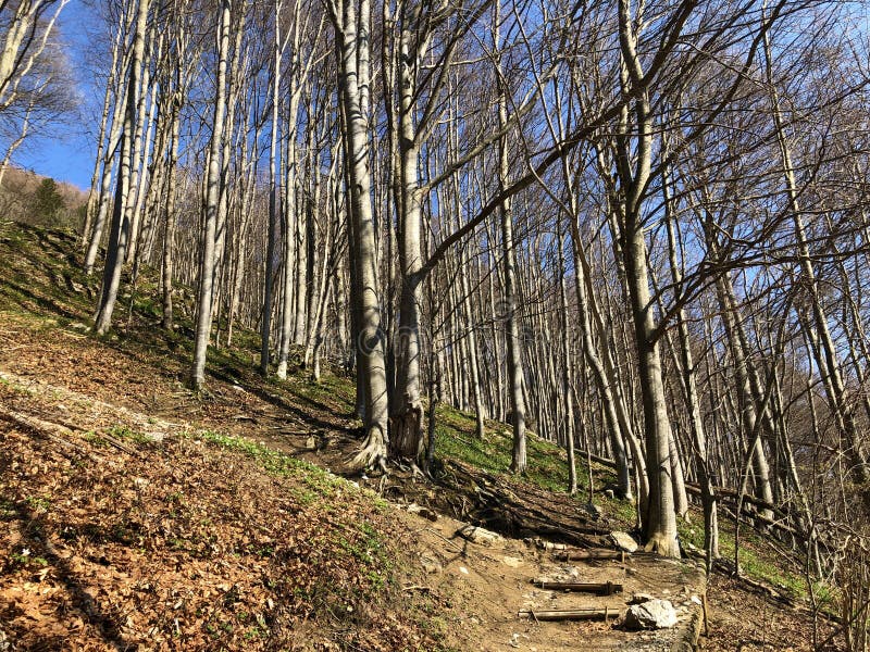E royalty-vrije stock afbeeldingen.