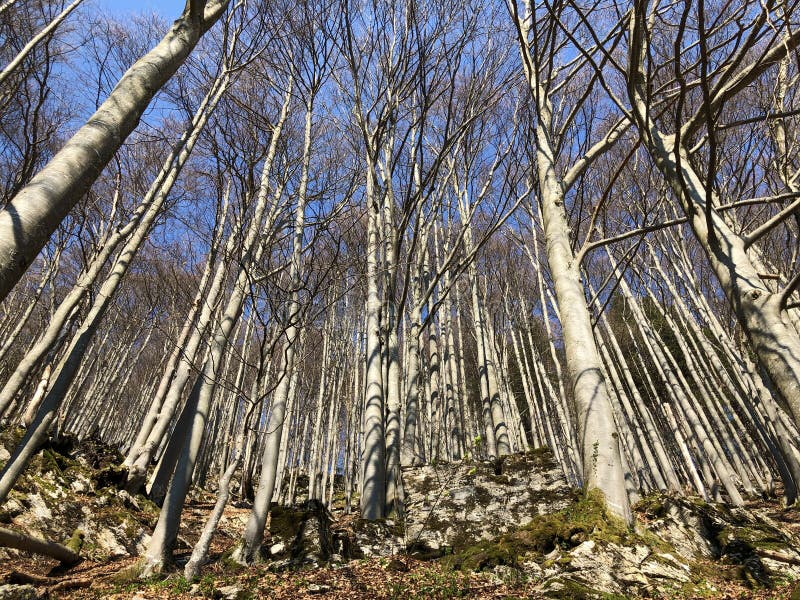 E royalty-vrije stock foto's.