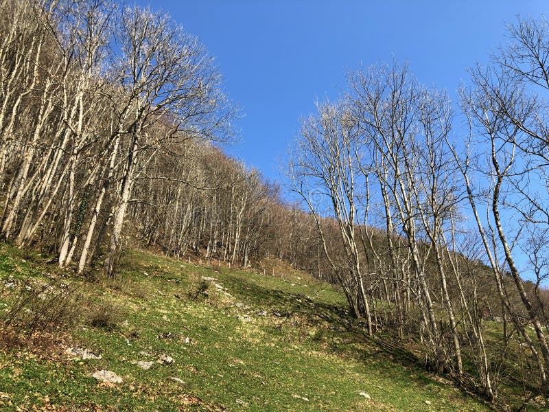 E royalty-vrije stock fotografie.