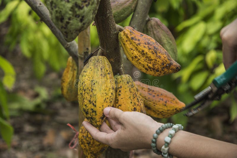 The cocoa tree with fruits. Yellow and green Cocoa pods grow on the tree, cacao plantation in village Nan Thailand agriculture asia bahia bean beans botanical botany branch brown chocolate climate closeup crop cultivation environment exotic farming fat flora food forest fresh freshness garden gourmet growth harvesting ingredient jungle leaf natural nature organic rainforest raw ripe seed sweet tropical trunk vegetable. The cocoa tree with fruits. Yellow and green Cocoa pods grow on the tree, cacao plantation in village Nan Thailand agriculture asia bahia bean beans botanical botany branch brown chocolate climate closeup crop cultivation environment exotic farming fat flora food forest fresh freshness garden gourmet growth harvesting ingredient jungle leaf natural nature organic rainforest raw ripe seed sweet tropical trunk vegetable