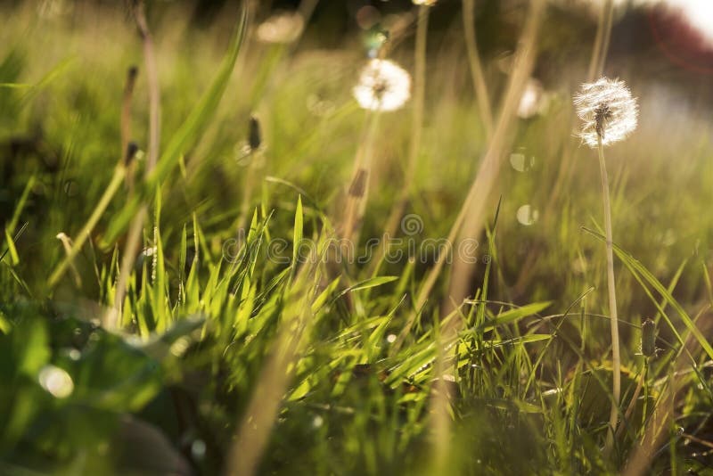 E fotografering för bildbyråer E fotografering för bildbyråer