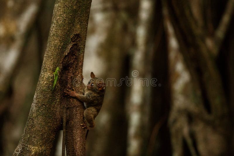 5 Cose Che Devi Sapere Per Risparmiare Sul Ferro Da Stiro Ed Evitare Di - Foto 4